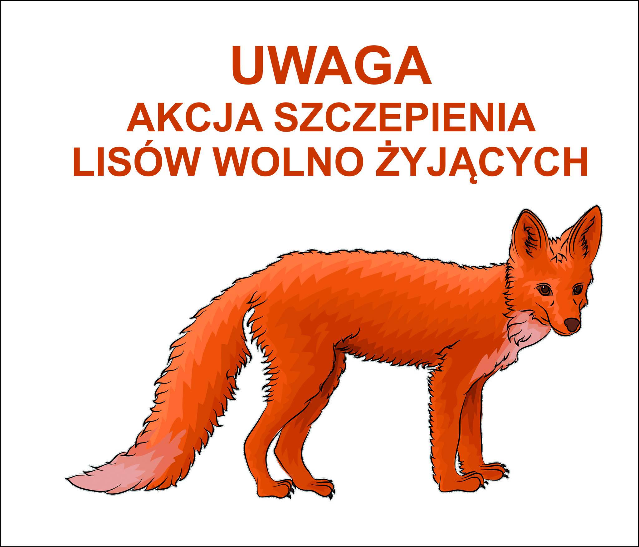 Akcja szczepienia lisów wolno żyjących przeciwko wściekliźnie ‼️