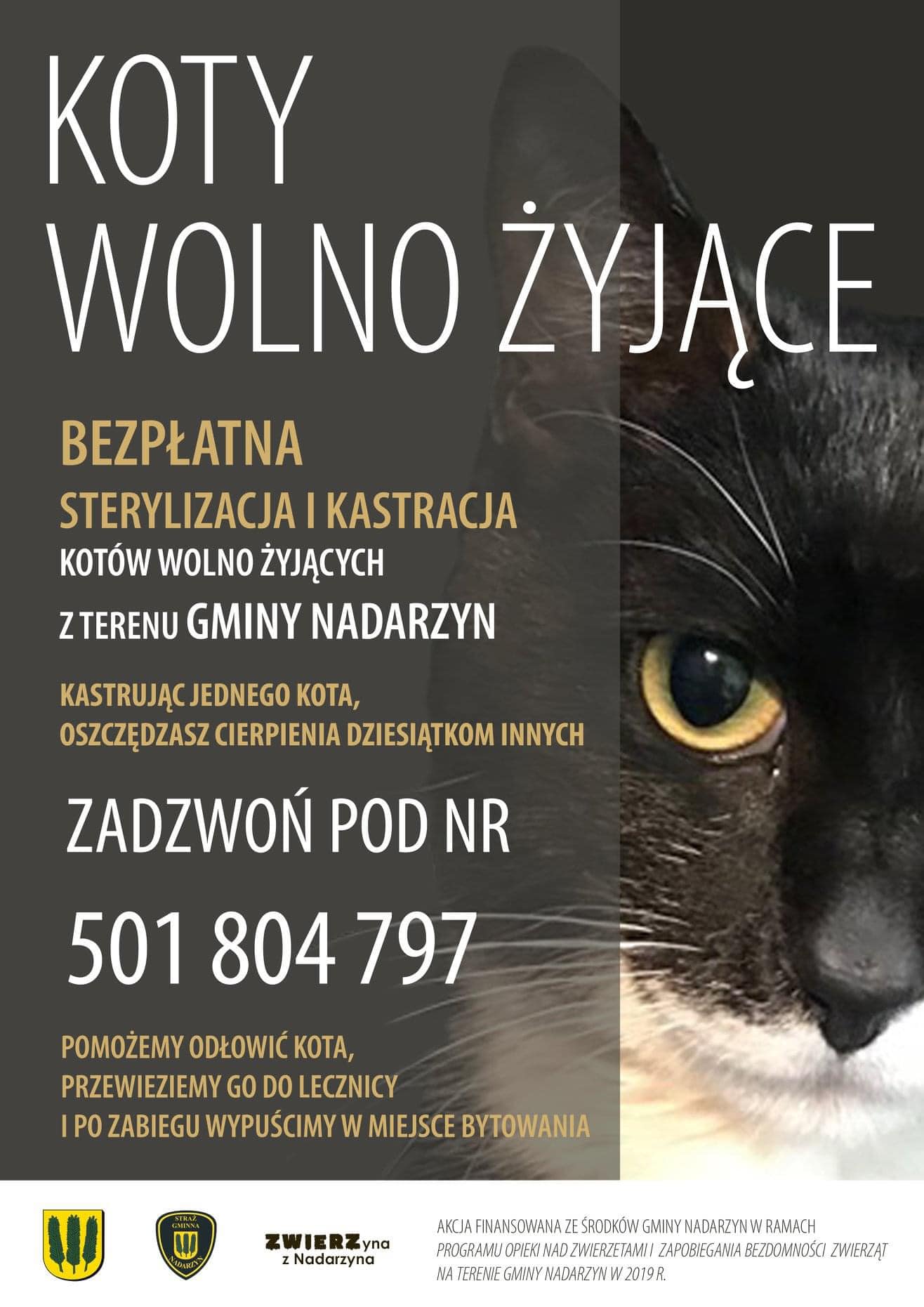 Kastracja i sterylizacja kotów w Gminie Nadarzyn